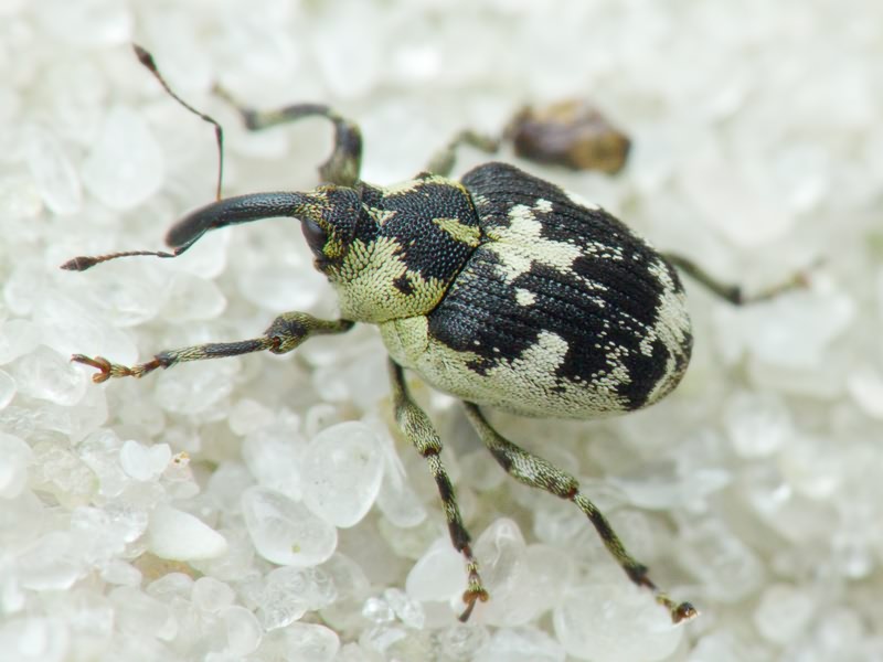 Hadroplontus litura (Fabricius, 1775)